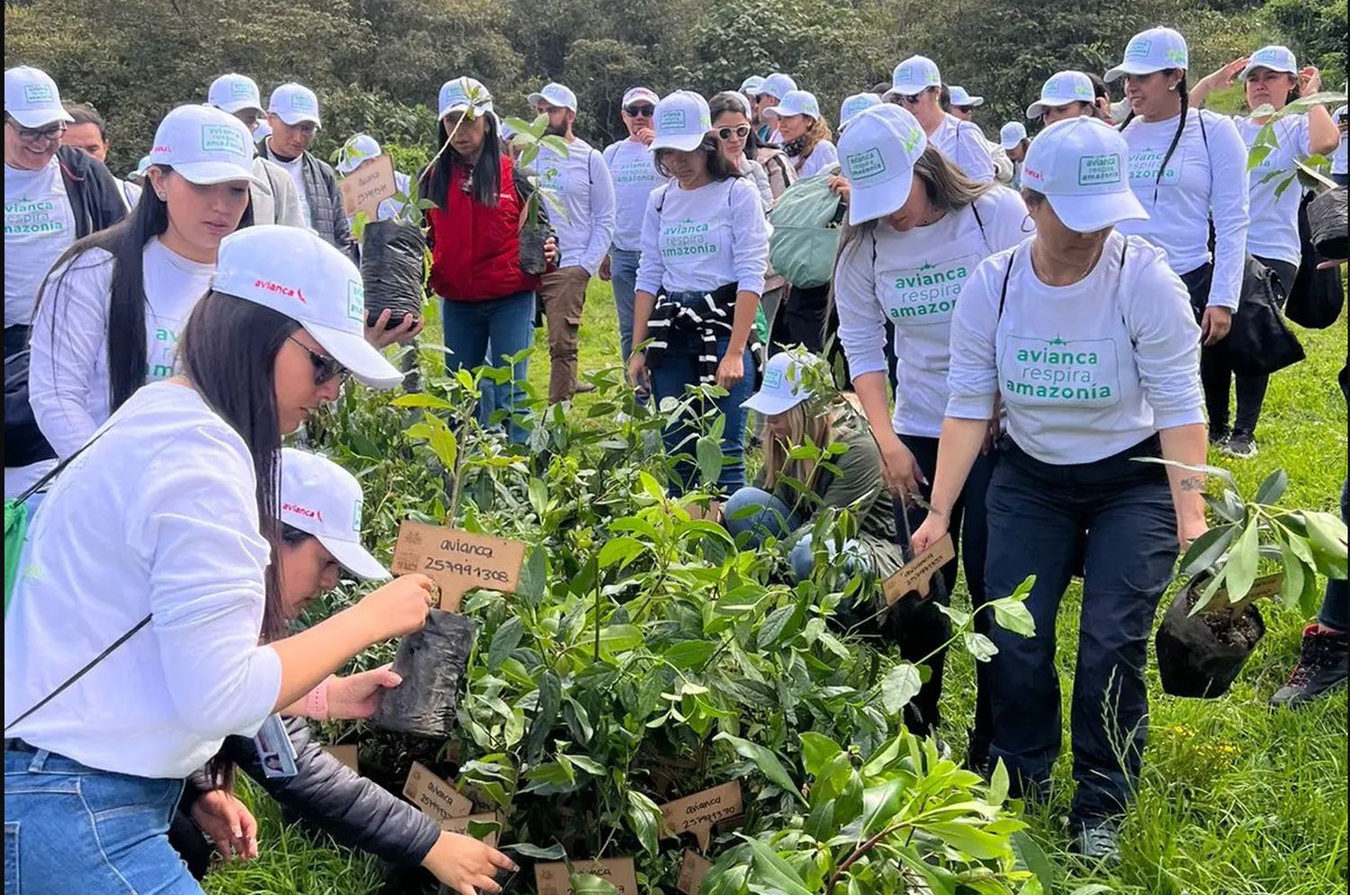 [Galería]  «avianca Respira Amazonia» voluntarios trabajaron en la restauración del cerro El Majuy -Tenjo