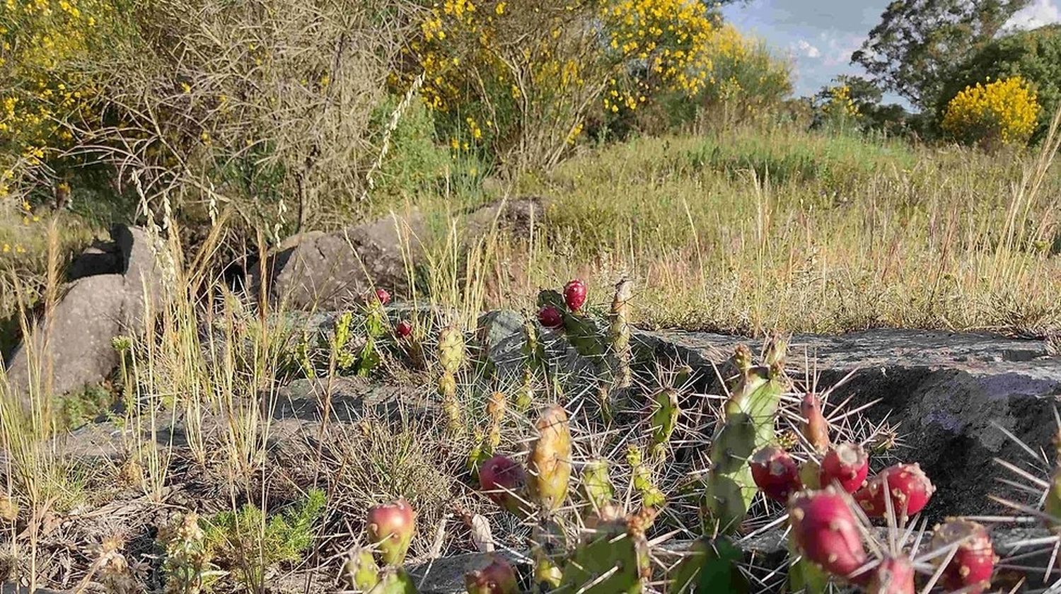 Invitan a un paseo de reconocimiento de plantas nativas en el Parque Tunas