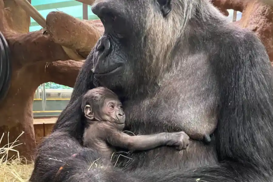 Día Internacional del Gorila, nuestros parientes más cercanos