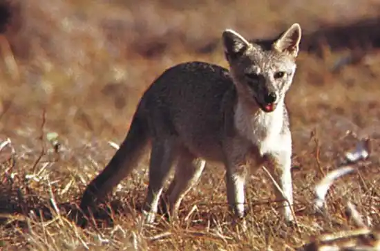 Buscan un zorro que fue visto esta madrugada en pleno centro de Paraná