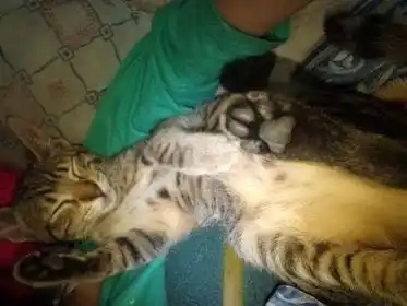 Juan busca a su gatita Aisha