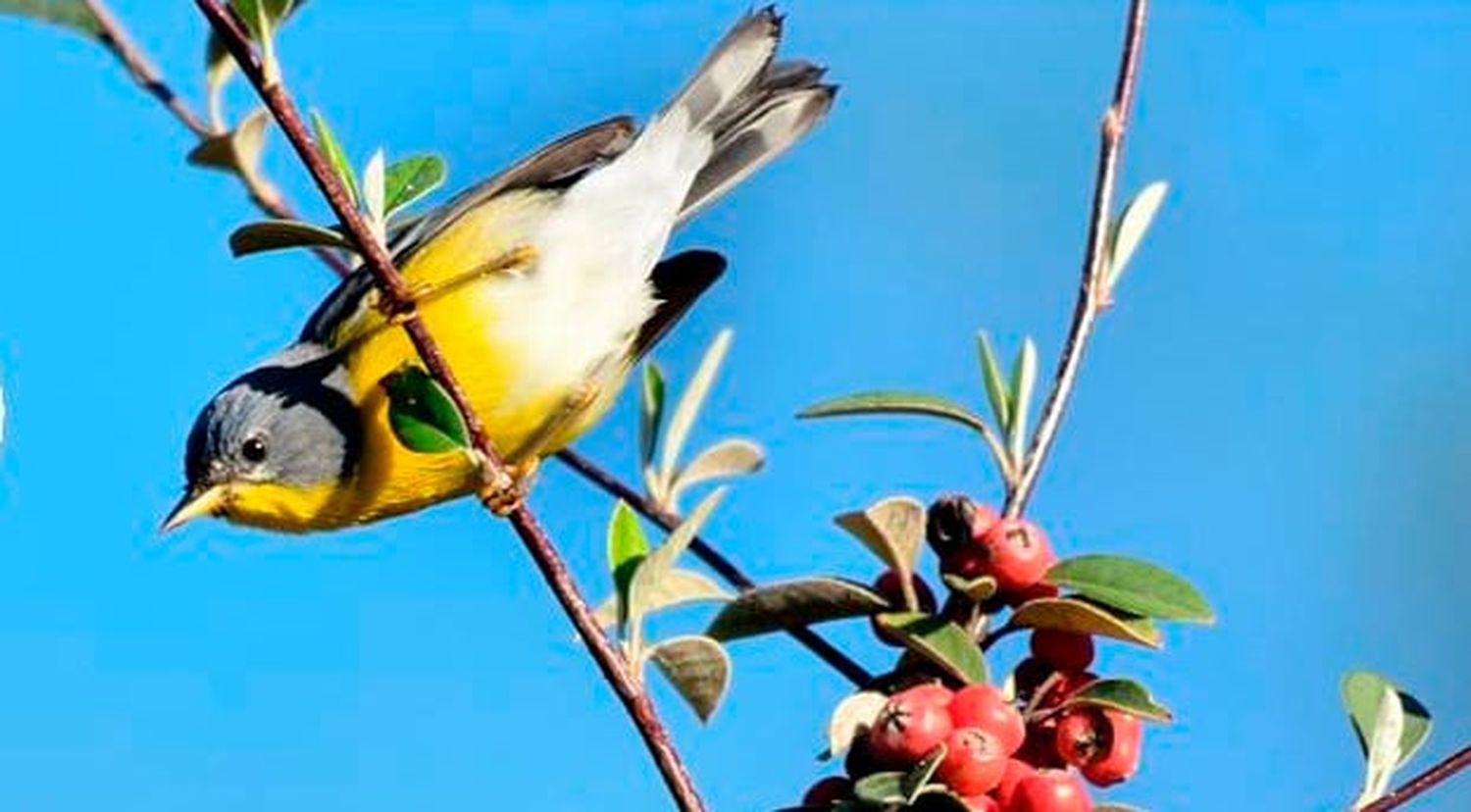 Observación de aves