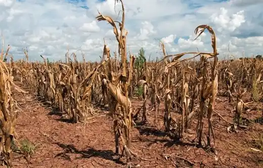 La sequía pisa fuerte en los campos entrerrianos