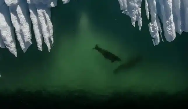 Toma aérea de animales marinos en la Antártida