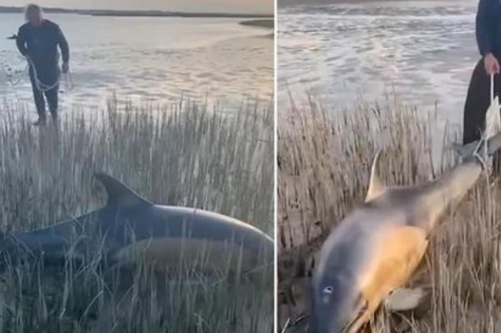 Vecino salvó a dos delfines atrapados en pastizales