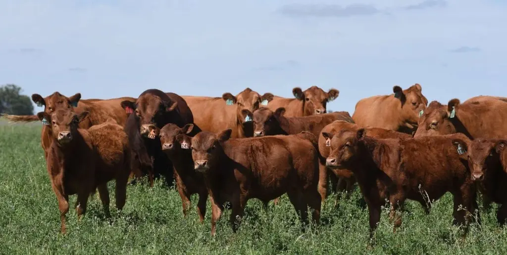 “Al reducir parcialmente el área foliar mediante el consumo animal, disminuye la evapotranspiración y se modifica la dinámica hídrica del sistema”, sostuvo.