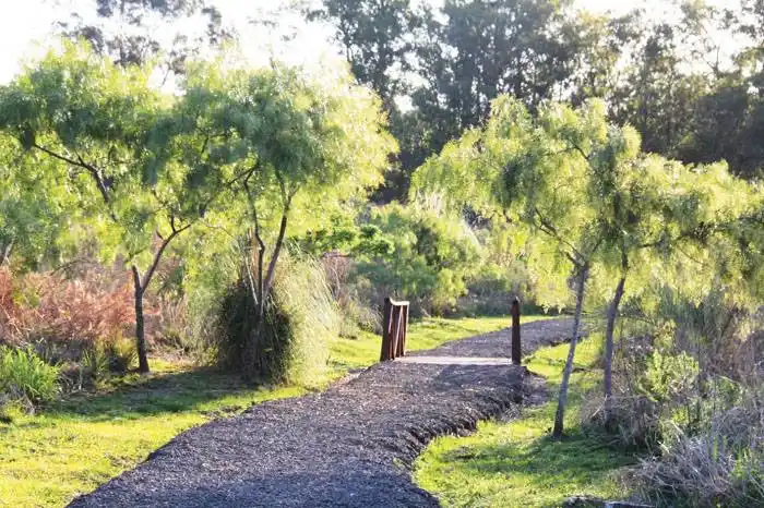 Continúa el plan  de reforestación  con plantas nativas