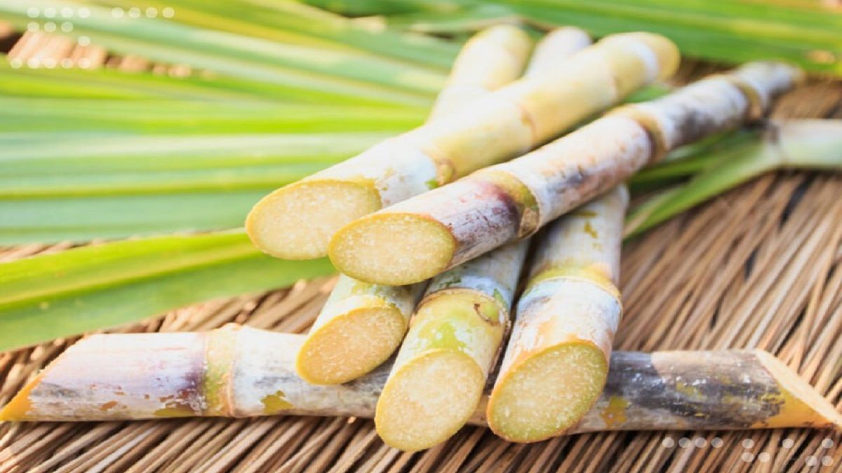 Reportan crecimiento de producción y abastecimiento de azúcar: se cubre 60% de la demanda