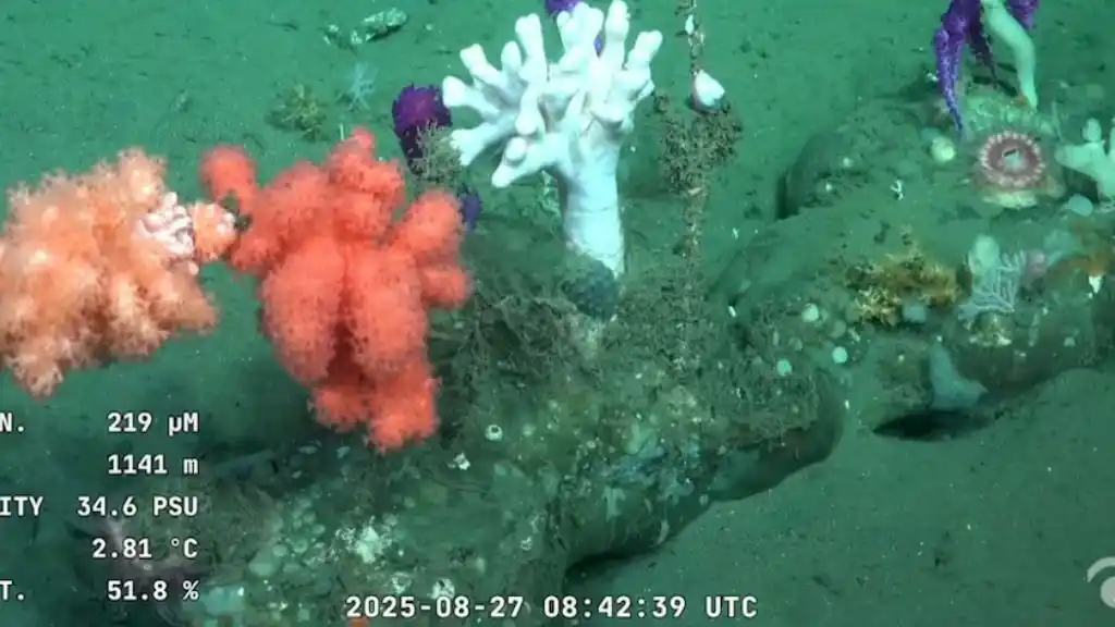 buque científico Uruguay 2