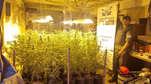Efectivos de Gendarmería Nacional estaban patrullando y "olfatearon algo raro": era un invernadero repleto de marihuana