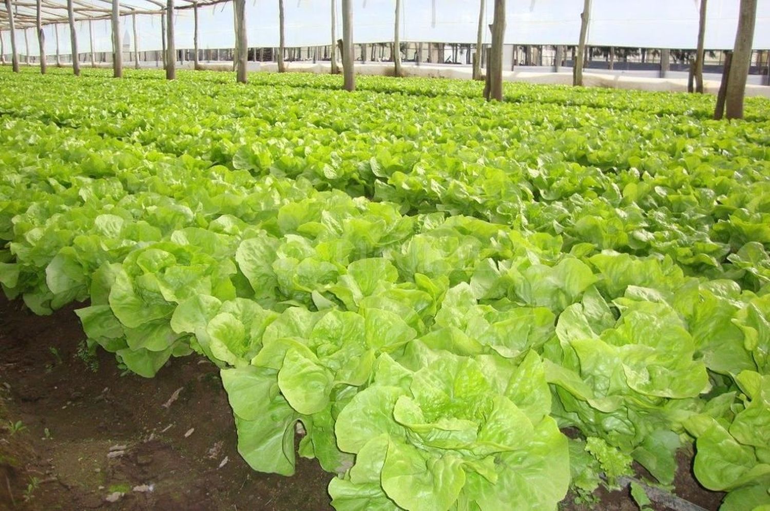 Poscosecha de verduras frescas: cómo hacer para estirar la vida útil