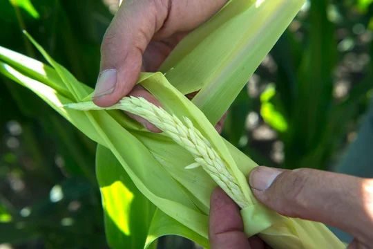 El INTA logró secuenciar el genoma de la plaga que le “comió” más de US$2.000 millones a las exportaciones