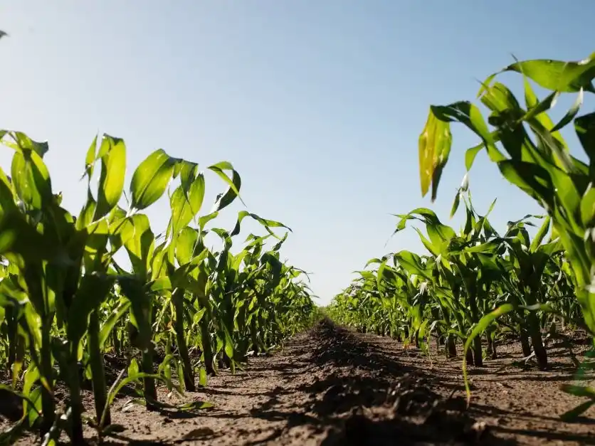Entre Ríos produce maíz de primera sobre unas 430.000 hectáreas