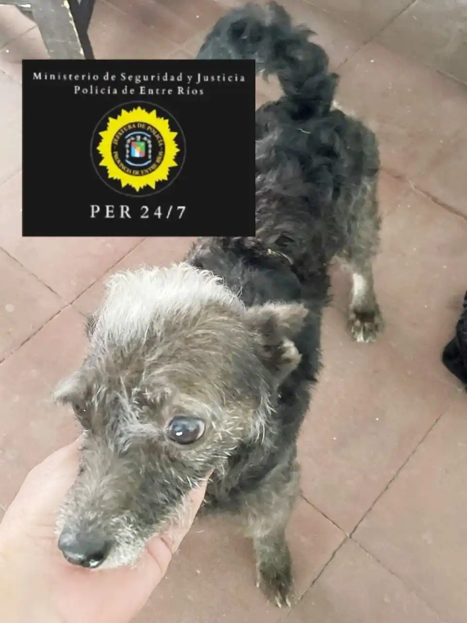 Rescataron de un domicilio a un perro por maltrato animal