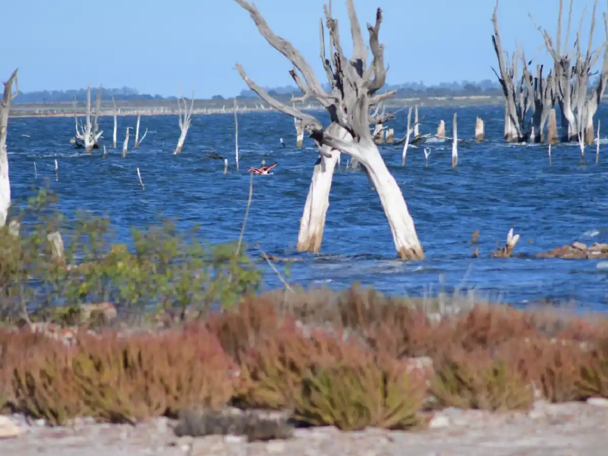 Realizarán monitoreo para conocer la biodiversidad de Ansenuza 