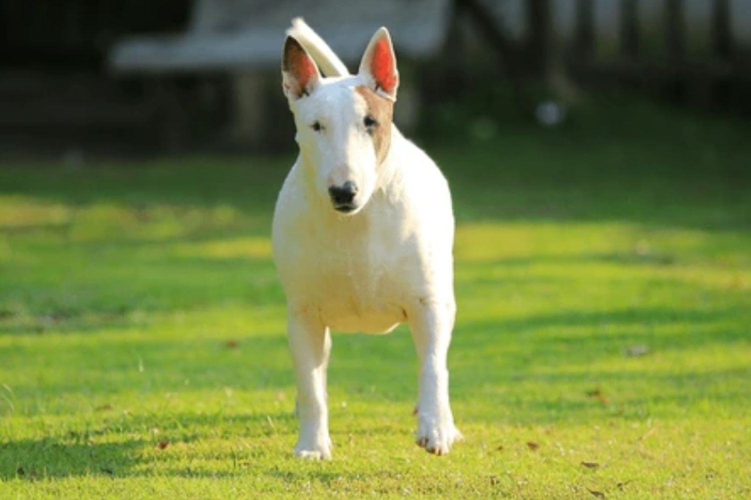 Buscan dar en adopción a un perro tras morder a un adolescente de 15 años en zona sudoeste