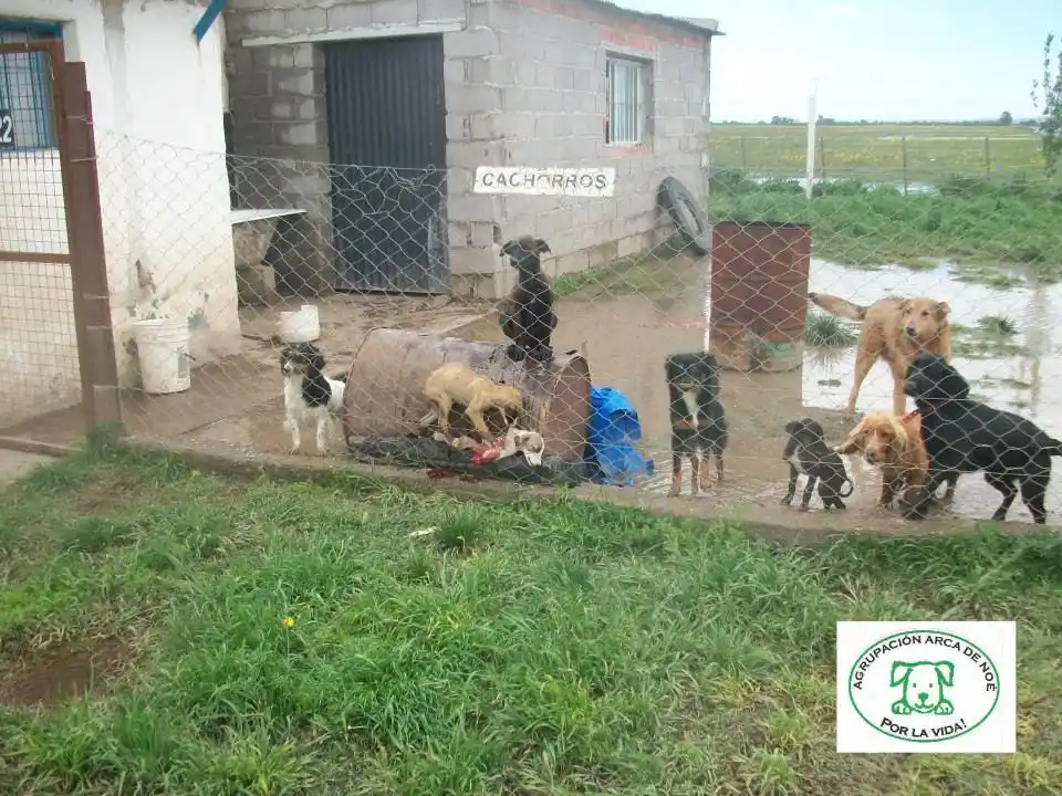 Más protectoras se suman a la demanda por la perrera de Coronel Pringles