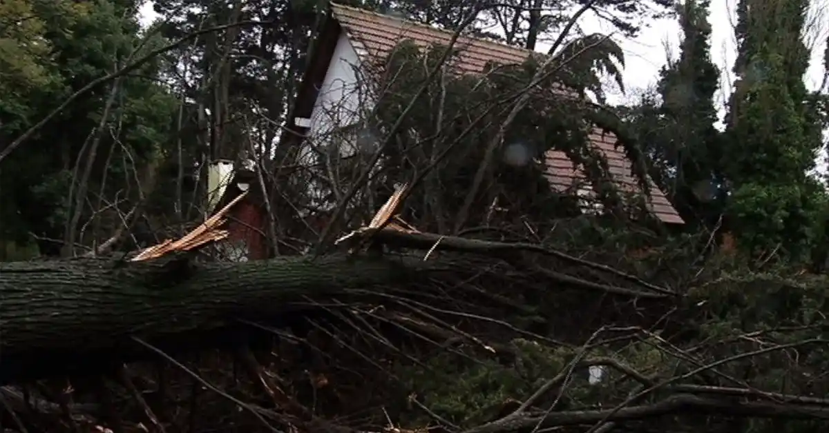 Bosque Peralta Ramos “en un estado calamitoso”