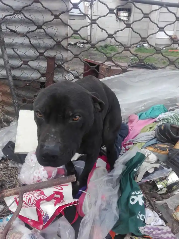 Un perro sufrió heridas luego de que se incendiara la casa en la que lo abandonaron