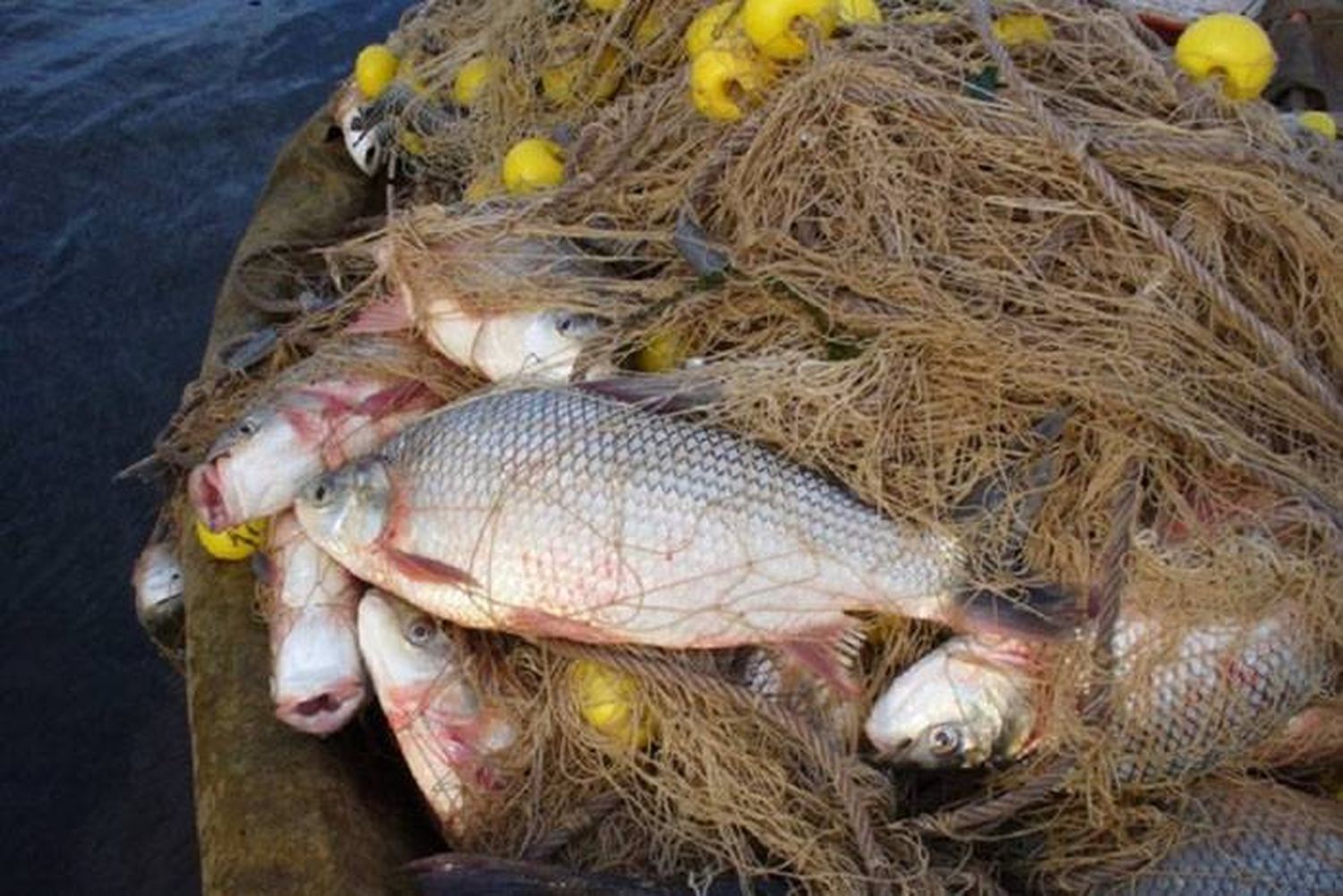 Se dispuso la reducción de un 50% del cupo de extracción y acopio de peces en la provincia