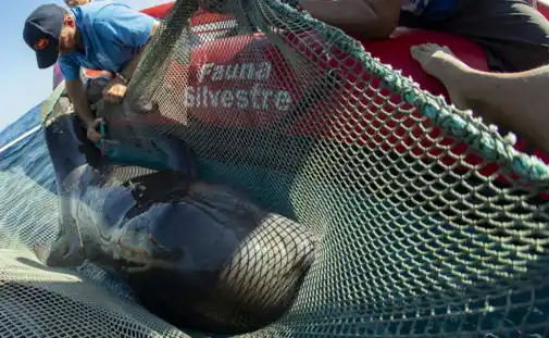 Turismo: polémica en Canarias por la muerte de una ballena