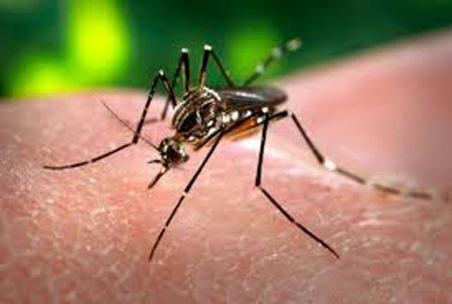 Brindaron un informe oficial por el caso de dengue
