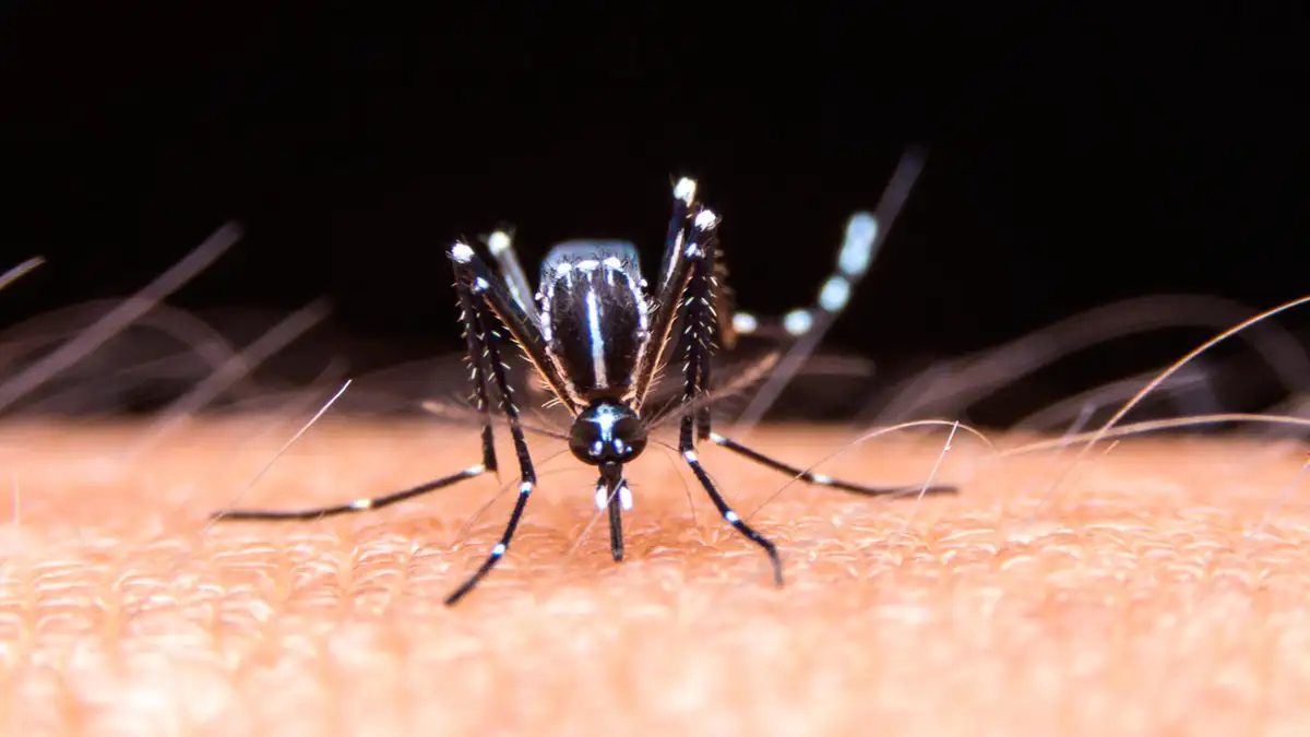 Ya son 58 las personas infectadas de dengue en Gualeguaychú