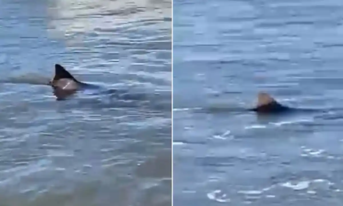 Hoy martes apareció un tiburón en la playa Las Toscas en Mar del PLata