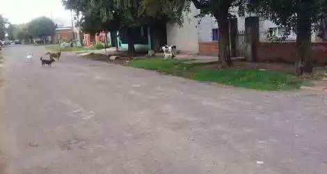 Perros callejeros que muerden