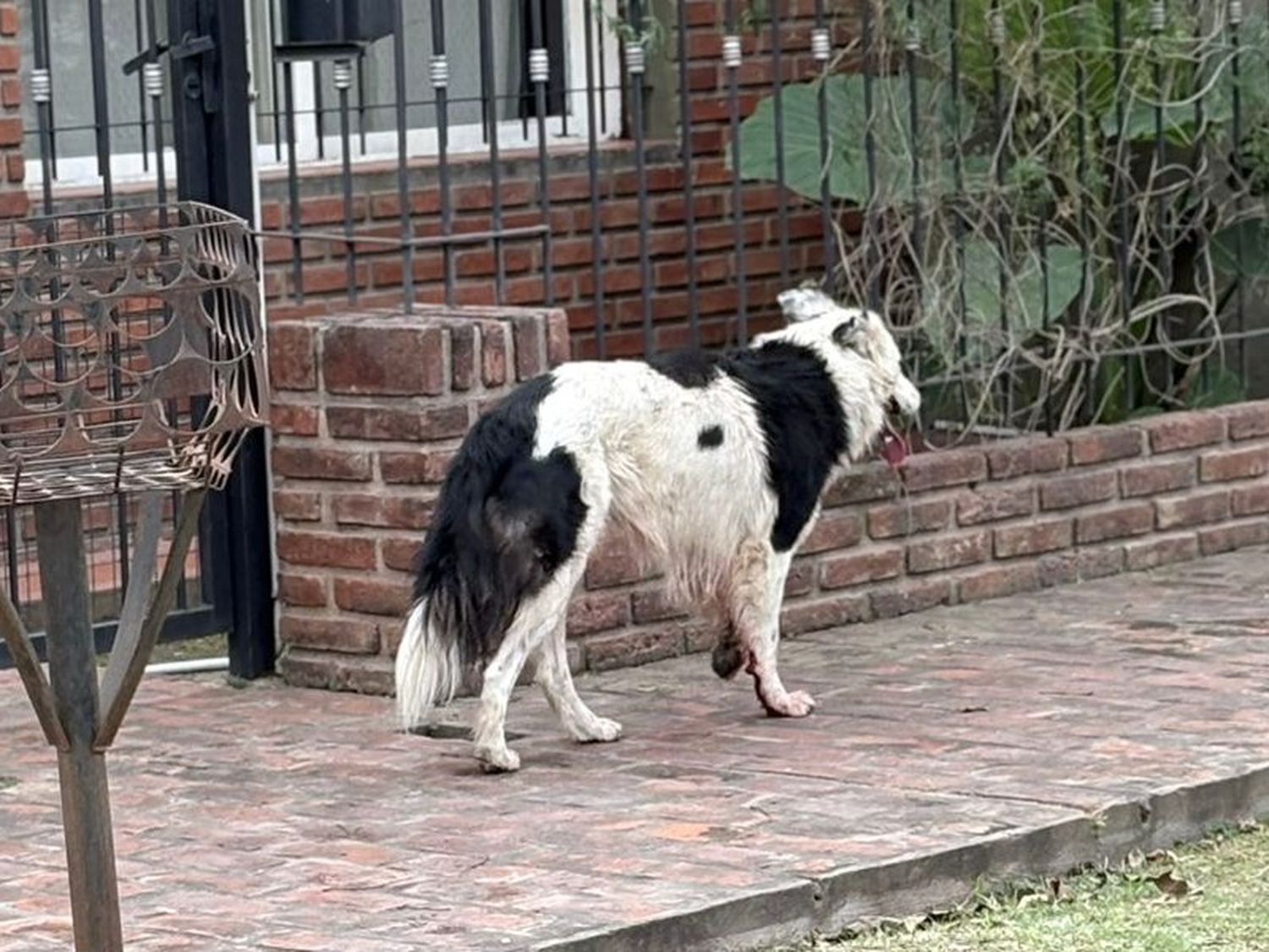 Buscan al dueño de un perrito que apareció lastimado en Sarmiento y Ruiz Moreno
