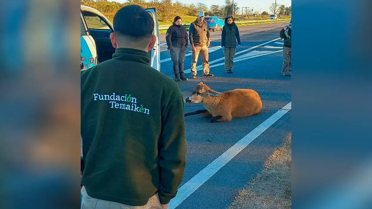 El accidente ocurrió a la altura de Campana.