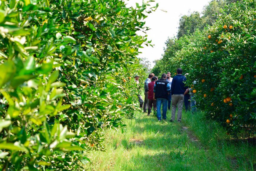 Entre Ríos buscará exportar citrus a Reino Unido y EE.UU.