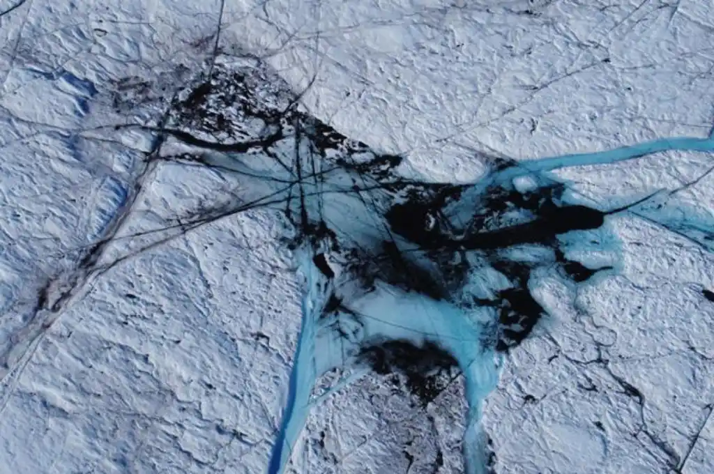 Virus gigantes coexisten con las algas pigmentadas