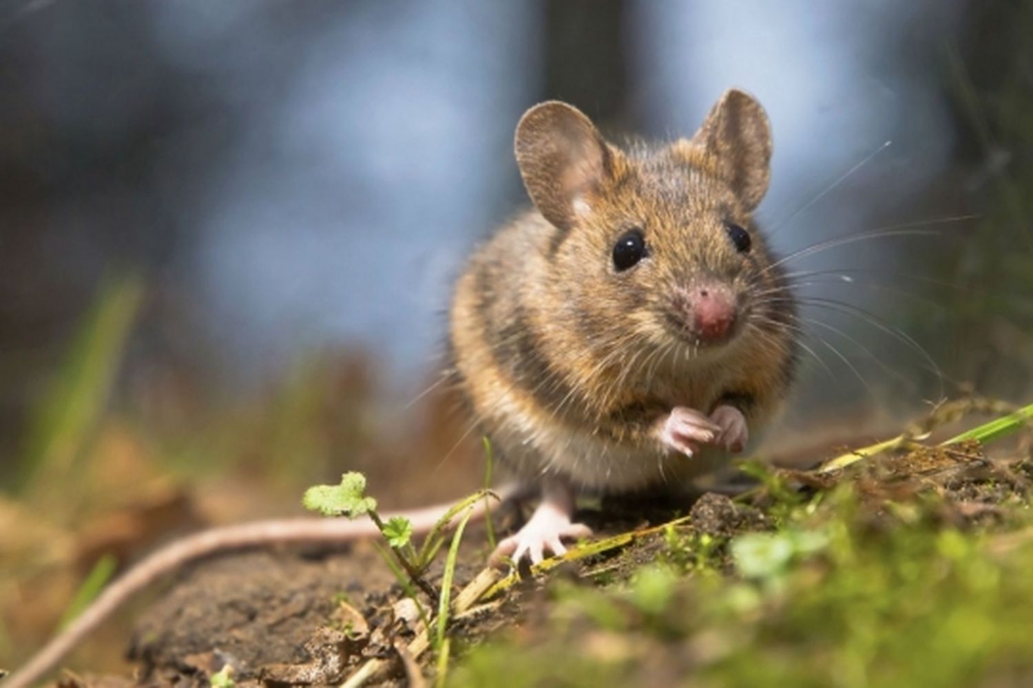 Hantavirus: Confirmaron nuevo caso en Lobos y son 7 la cantidad de víctimas en la Provincia