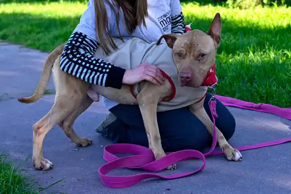 Esta semana sigue la campaña de castración gratuita de mascotas: conocé lugares y horarios