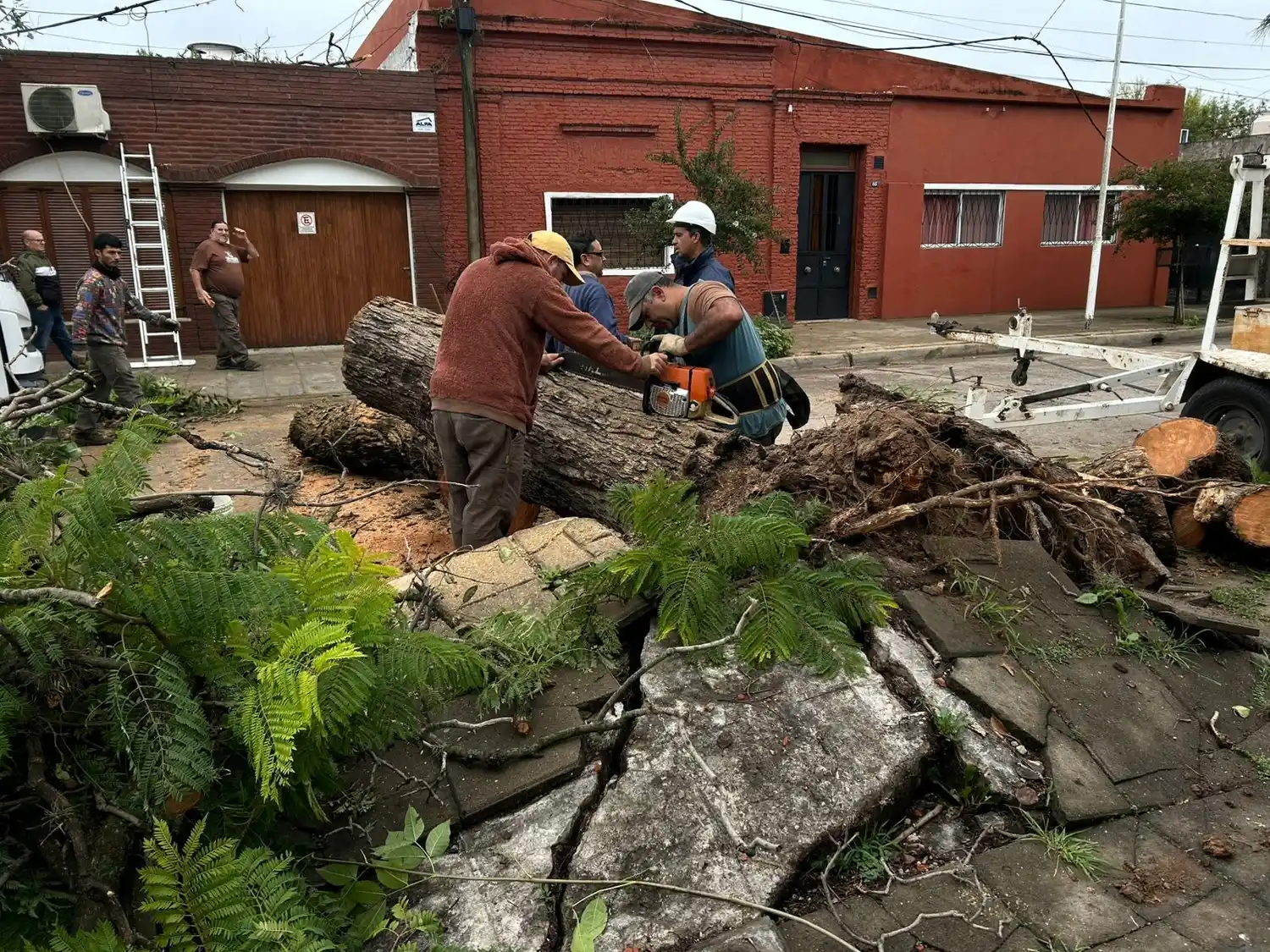 cayó árbol en gomendio al 600