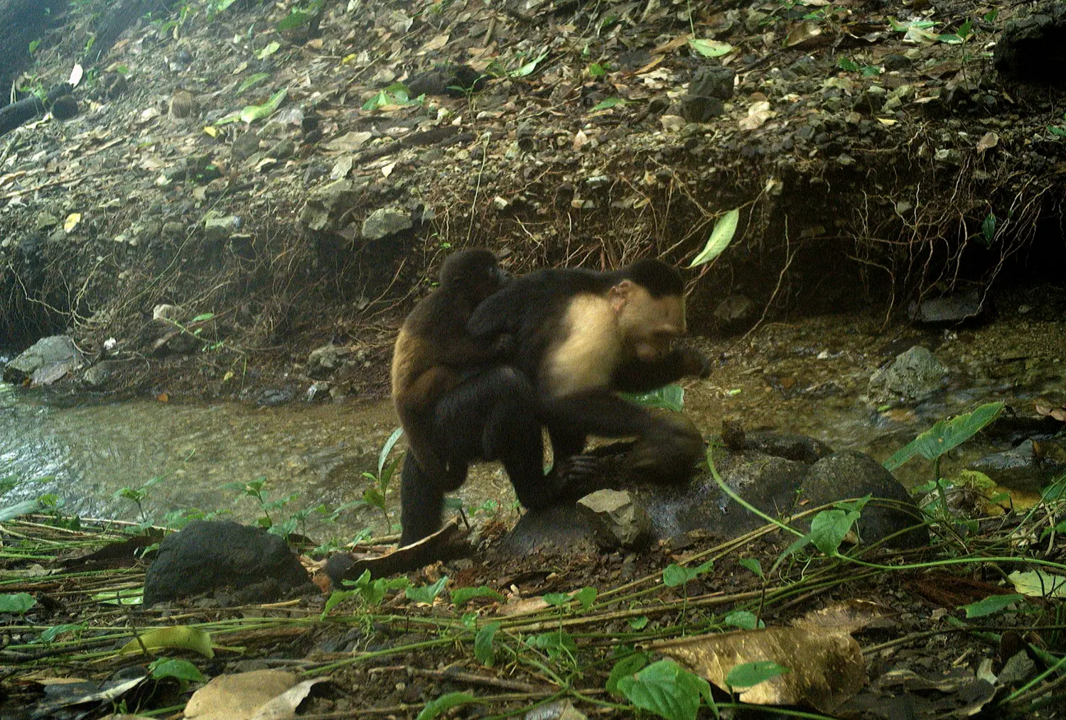 Monos capuchinos en Panamá secuestran crías de otras especies