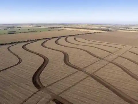 Monitoreo de plagas y ensayos, principales tareas del INTA local