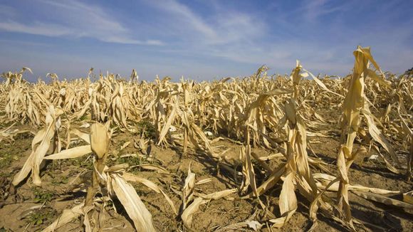 Lo que la Niña se llevó: mirá cómo vació los suelos de todo el país