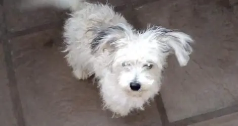 Perrito encontrado