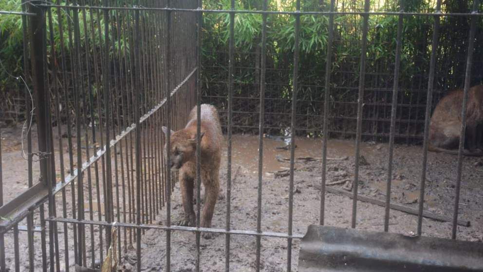 En la lista hay tigres de bengala, pumas, ciervos y muflones, entre otros animales protegidos por ley.