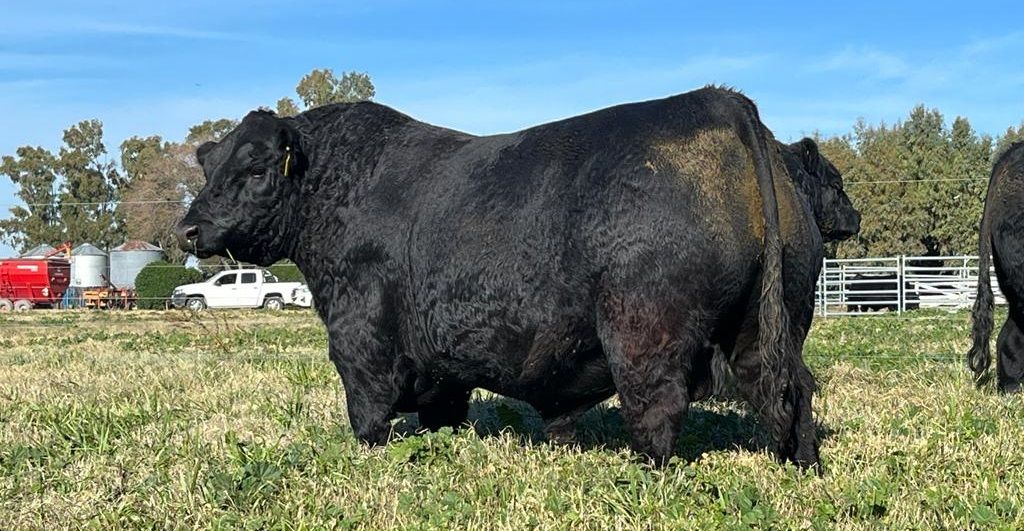 Rústicos pisará fuerte en la Exposición Angus del Centenario