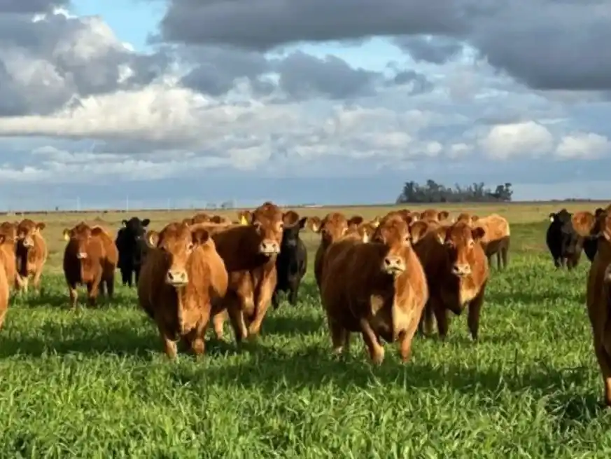Con foco en la ganadería de precisión, Expo Ganadera del Centro lanzó su segunda edición en Expoagro.