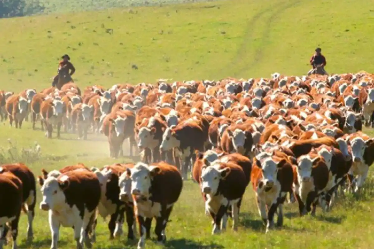 Se desato una crisis en la industria ganadera Argentina.