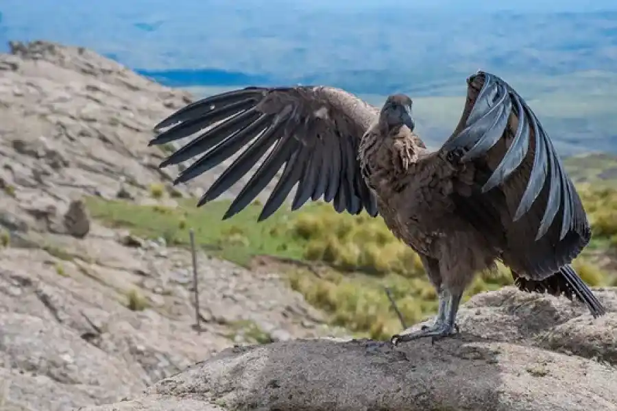 Por primera vez en Córdoba, liberan un cóndor andino juvenil con rastreador satelital
