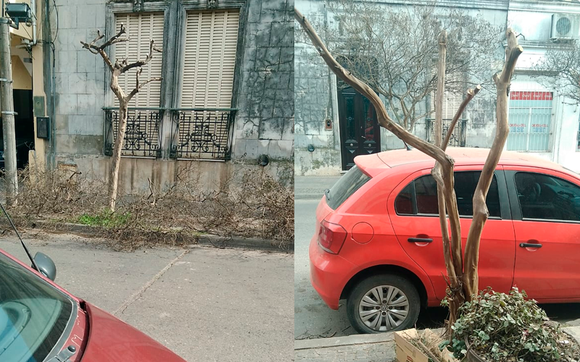 Poda controlada: Miguel Ginart asesoró al municipio para recuperar las lagerstroemias de calle Mitre