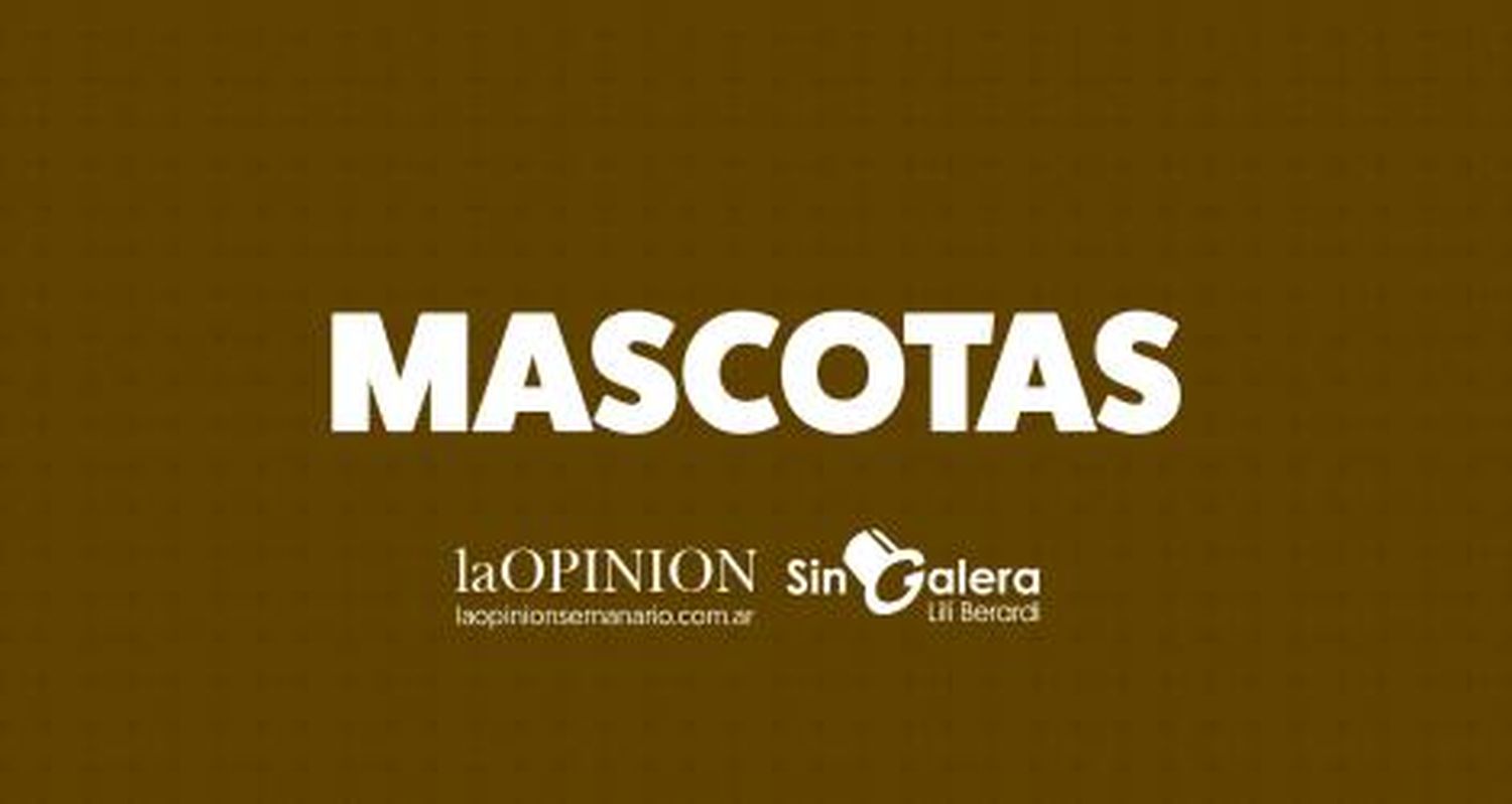 Necesitan ayuda para operar a una gatita