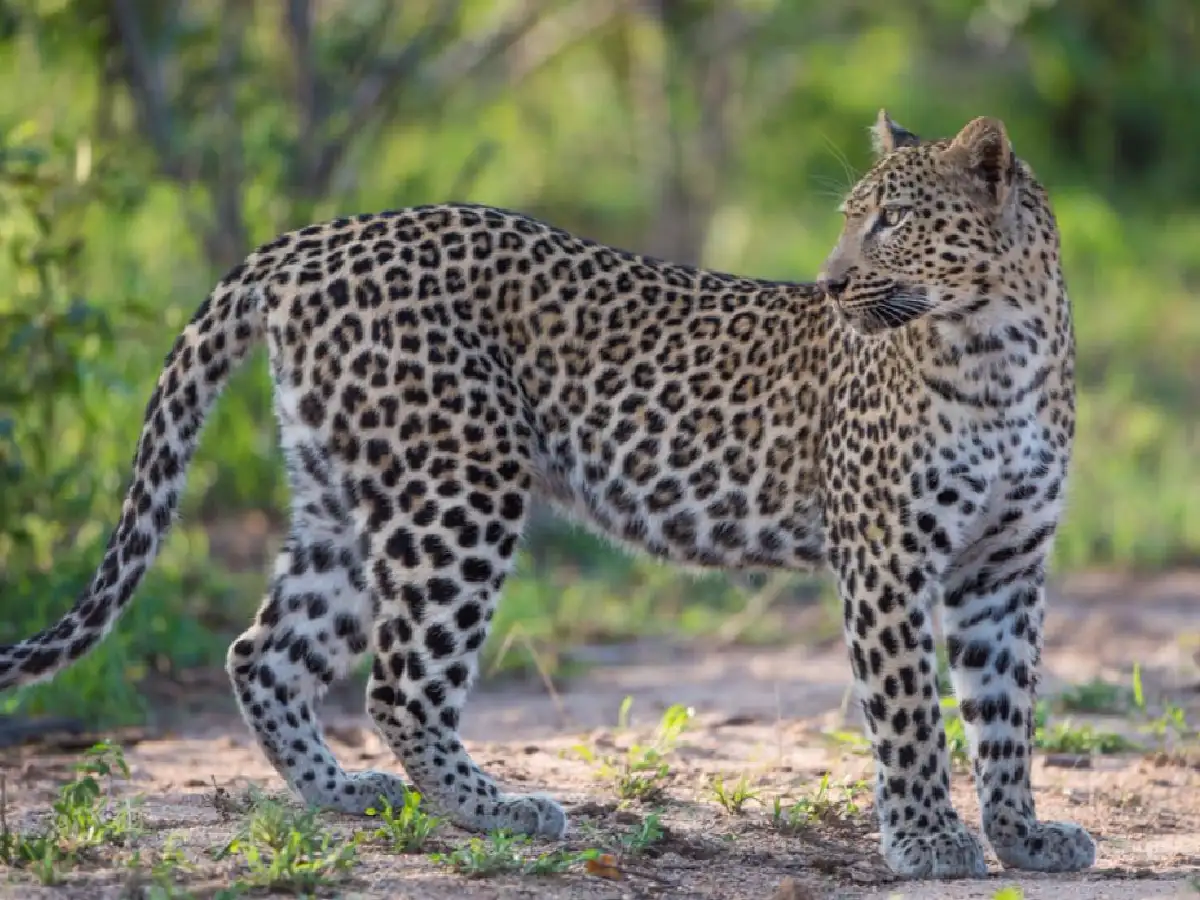 Un leopardo mató a un nene de dos años en una reserva natural de Sudáfrica