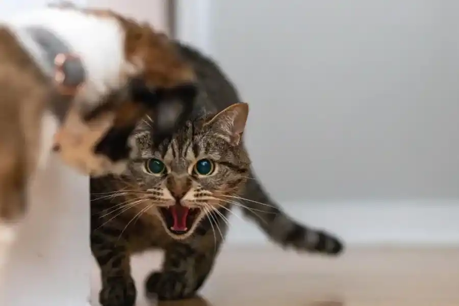 ¿Tu gato te ataca? Conocé los motivos y aprendé a evitarlo