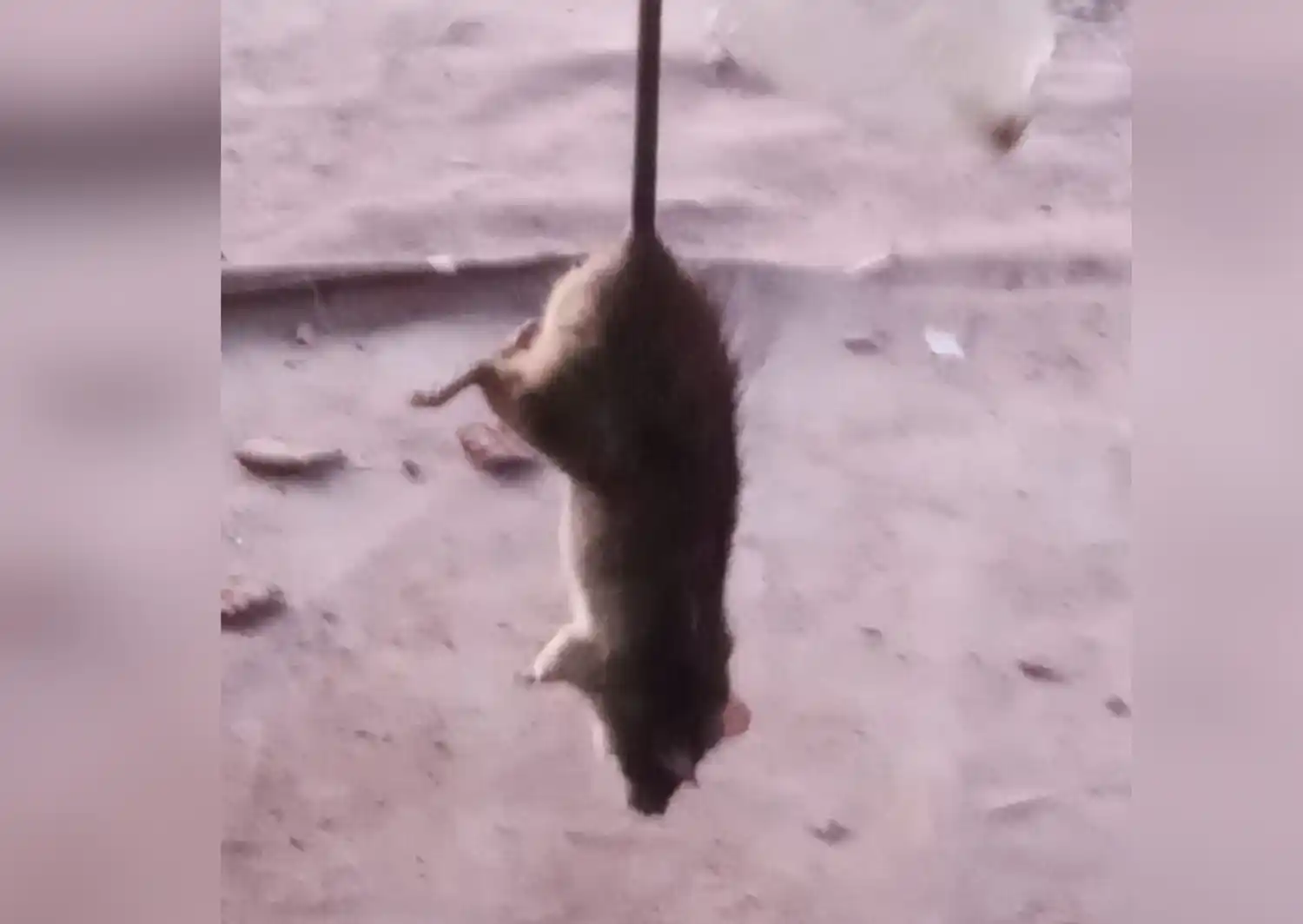 La Tosquera: es impresionante la cantidad de ratas que hay